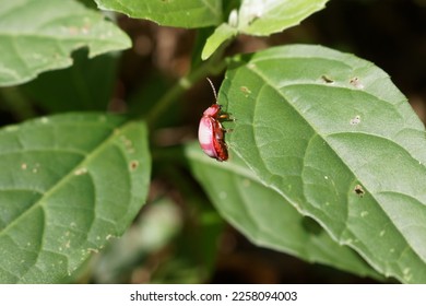 Red Beetle (cientific name: Asphaera hilaris) in Atlantic forest. Pink and red color, rare beetle  - Shutterstock ID 2258094003