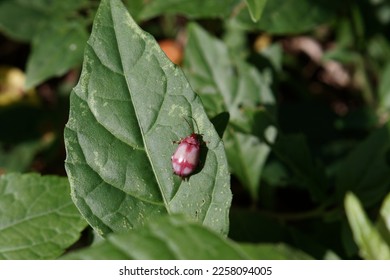 Red Beetle (cientific name: Asphaera hilaris) in Atlantic forest. Pink and red color, rare beetle  - Shutterstock ID 2258094005
