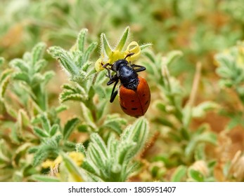 Red Beetle With Dots That Produces A Toxic Substance, Cantharidin. Mylabris Hieracii