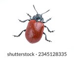 Red beetle isolated on white background from family Chrysomelidae