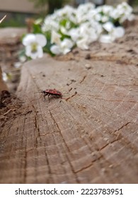 Red Beetle On A Dry Tree. Nature.  Stump. White Flowers. Spring Vibe. Wood Texture. Macro Natural Background.