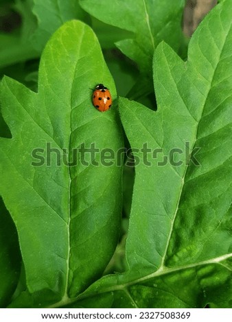 Red beetle on a green leaf. Ladybug

