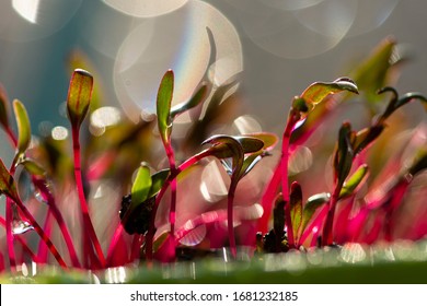 Red beetroot, fresh sprouts and young leaves front view . Vegetable, herb and microgreen. Also beet, table, garden or red beet. Macro photo with water drops. - Powered by Shutterstock