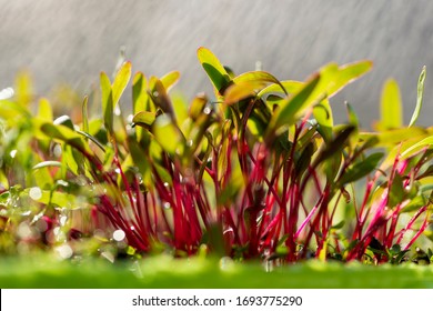 Red beetroot, fresh sprouts and young leaves front view . Vegetable, herb and microgreen. Also beet, table, garden or red beet. Macro photo with water drops. - Powered by Shutterstock