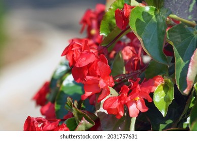 12,927 imágenes de Red begonia bloom - Imágenes, fotos y vectores de stock  | Shutterstock