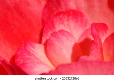 red begonia flower petals close up background 