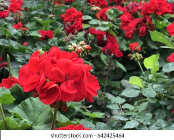 Red Begonia Flowers