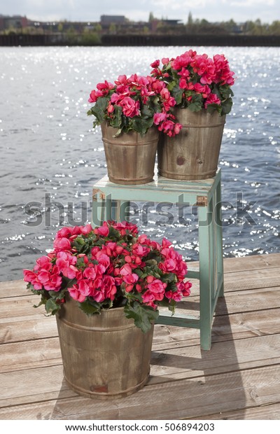 Red Begonia Plants Pot Indoor Plants Stock Photo Edit Now 506894203