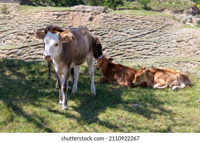 Red and beige calves graze and rest in shade of tree on hot summer day. A cow with white head standing in meadow and looking at camera. Breeding of cattle, farming. Young animal.