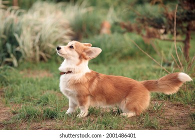 red beige little corgi puppy wags its long tail standing on the green grass
