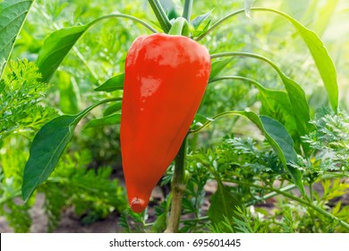 Red Bell Pepper Growing On A Plant On The Plantation
