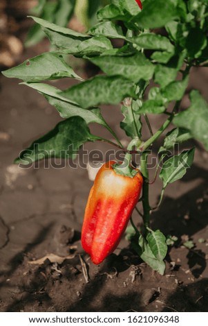 Similar – Bell Peppers Capsicum Growing In Greenhouse