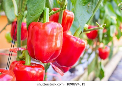 Red Bell Pepper Plant Growing In Organic Garden