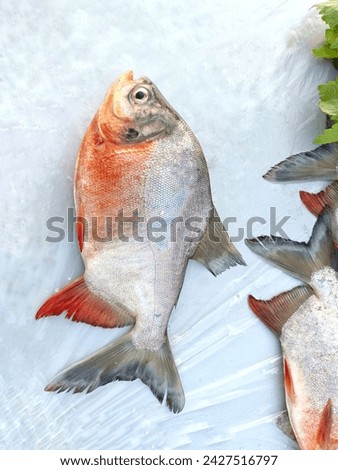 Red bellied pacu; Scientific name: Piaractus brachypomus, a type of freshwater fish.  In the family of characin fish, Characidae.  It is shaped like the red piranha Pygocentrus nattereri.