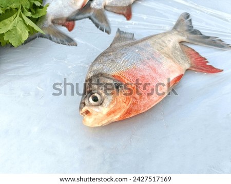 Red bellied pacu; Scientific name: Piaractus brachypomus, a type of freshwater fish.  In the family of characin fish, Characidae.  It is shaped like the red piranha Pygocentrus nattereri.
