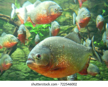 Red Bellied Piranha Group Face Face Stock Photo 722546002 | Shutterstock