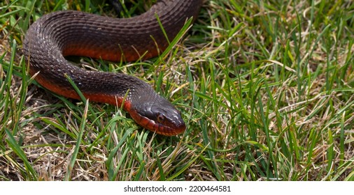 365 Black snake red belly Images, Stock Photos & Vectors | Shutterstock