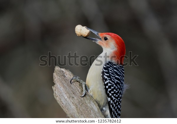 Red Bellied\
Woodpecker