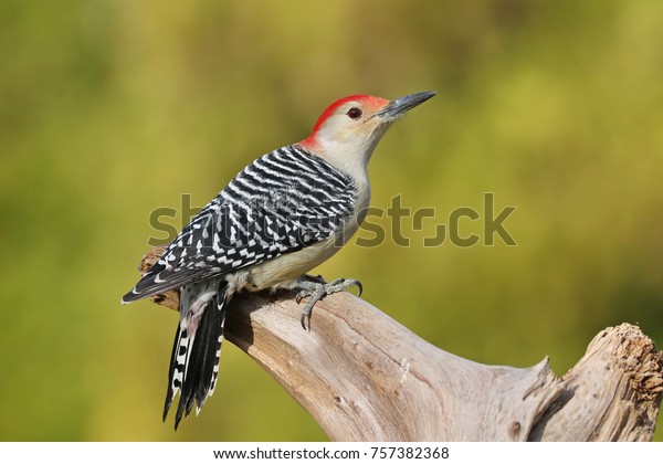 Red Bellied\
Woodpecker