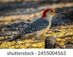 Red bellied Woodpecker eating corn