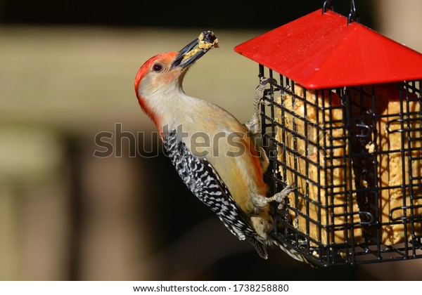 Red Bellied Woodpecker male perched on side\
of suet feeder with beak full of\
suet