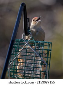 A Red Bellied Woodpecker (melanerpes Carolinus) Perched On A Bird Feeder Eating Suet