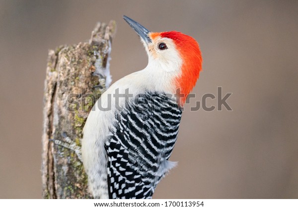 Red bellied\
woodpecker in the a Michigan\
woodlot.