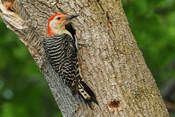 Red Bellied Woodpecker At Nest