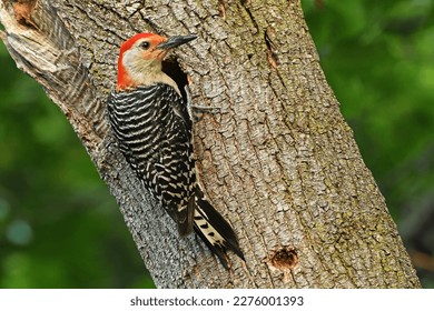 Red Bellied Woodpecker at Nest