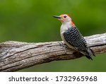 Red bellied Woodpecker in Pennsylvania 