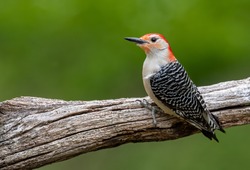 Red Bellied Woodpecker In Pennsylvania 