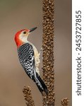 Red bellied woodpecker perched on an. old branch.