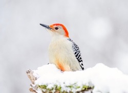 Red Bellied Woodpecker Perched On A Branch In The Snow.