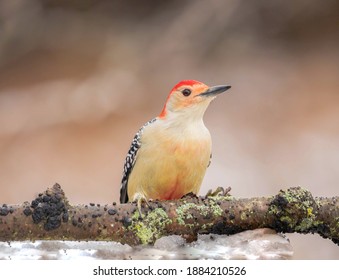 A Red Bellied Woodpecker perched on a branch