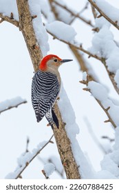 Red bellied woodpecker perched on snow covered tree branch after winter storm