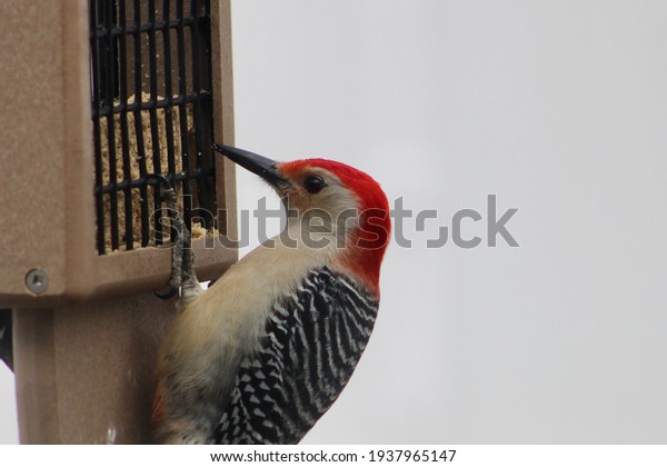A red bellied woodpecker perched on a brown and\
green suet bird feeder. The bird is pecking at the insect suet and\
its beak is covered in crumbs. The bird\'s head is red and wings are\
black and white.