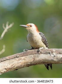 Red Bellied Woodpecker perched in tree
