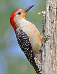 Red Bellied Woodpecker - Vertical