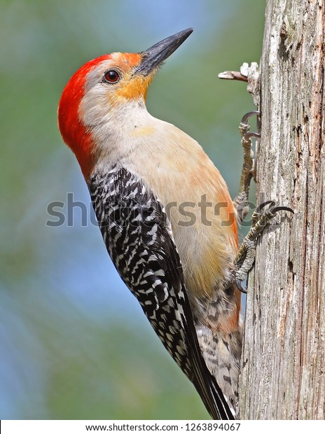 Red Bellied Woodpecker -\
Vertical