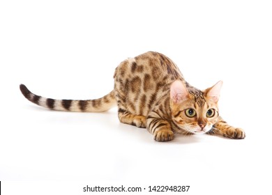 Red Bengal Cat Kitten Plays (isolated On White)