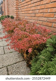 Red berberis 