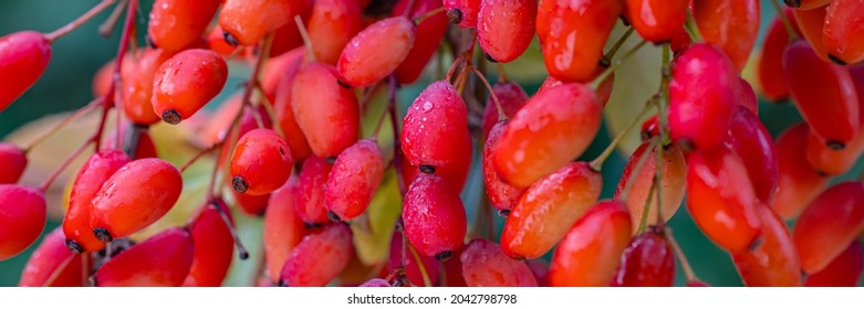 Frutas Berberis Rojas en