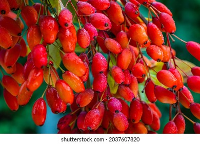 Frutas Berberis Rojas en