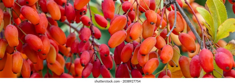 Frutas Berberis Rojas en