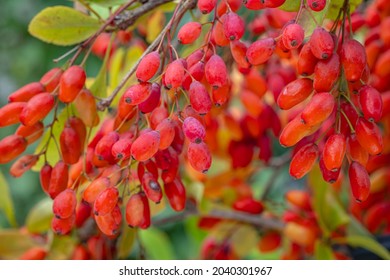 Frutas Berberis Rojas en