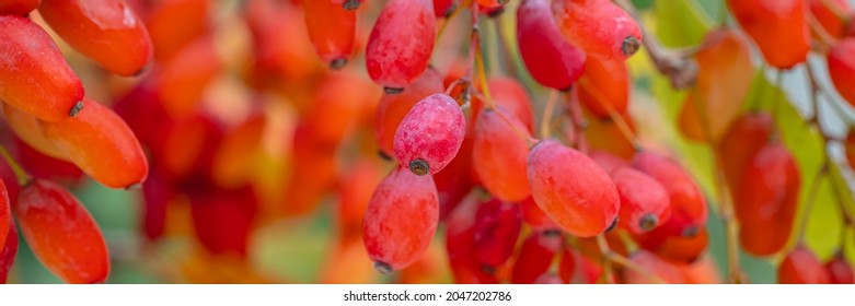 Frutas Berberis Rojas en