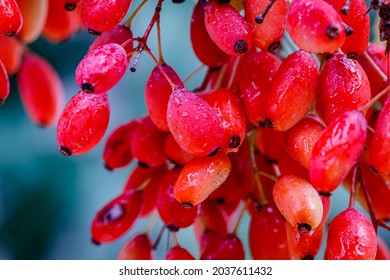 Frutos Berberis Rojos con