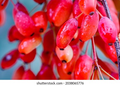 Frutos Berberis Rojos con