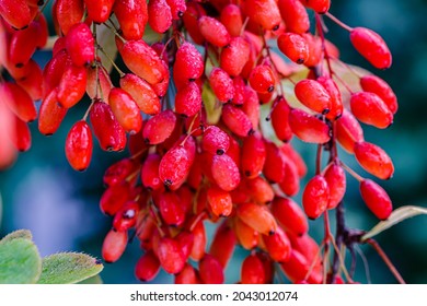 Frutos Berberis Rojos con