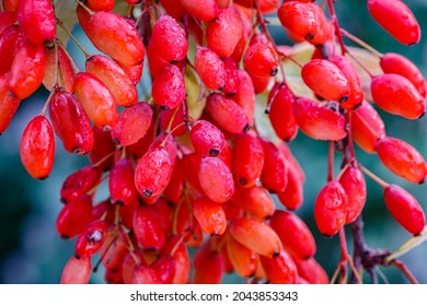 Frutas Berberis Rojas con